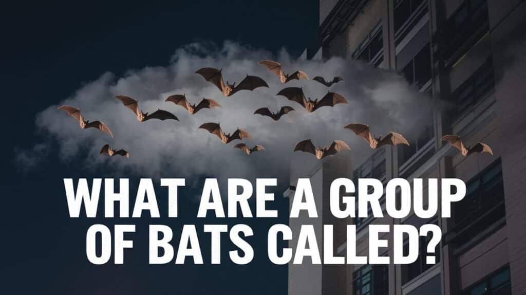 what-are-a-group-of-bats-called?