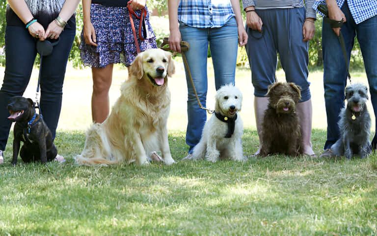 Diving into Dogging Courses: What You Need to Know Diving into Dogging Courses: What You Need to Know